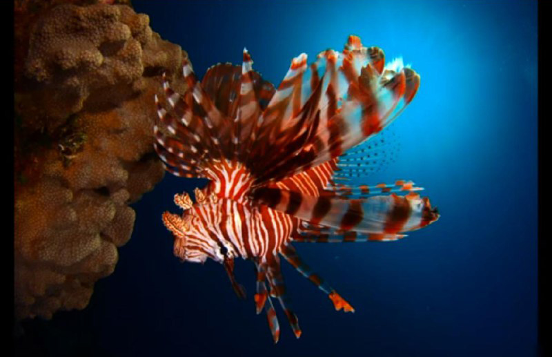 1111 fotografia subacuatica2025