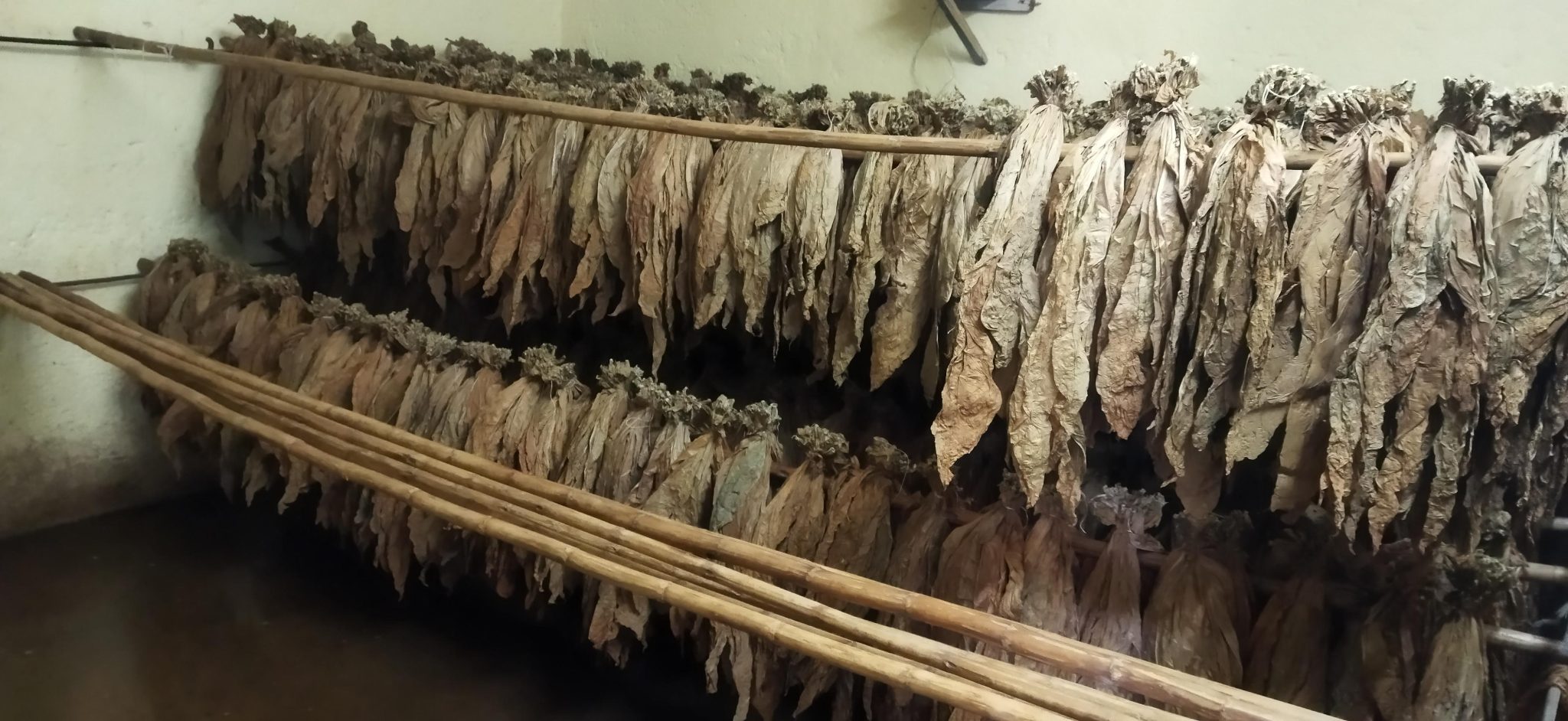 Detras de cada semilla plantada y de cada hoja que sube al cordel laten instituciones que financian disenan y capacitan a los productores_ Foto Yosdany Morejon 1 2048x942