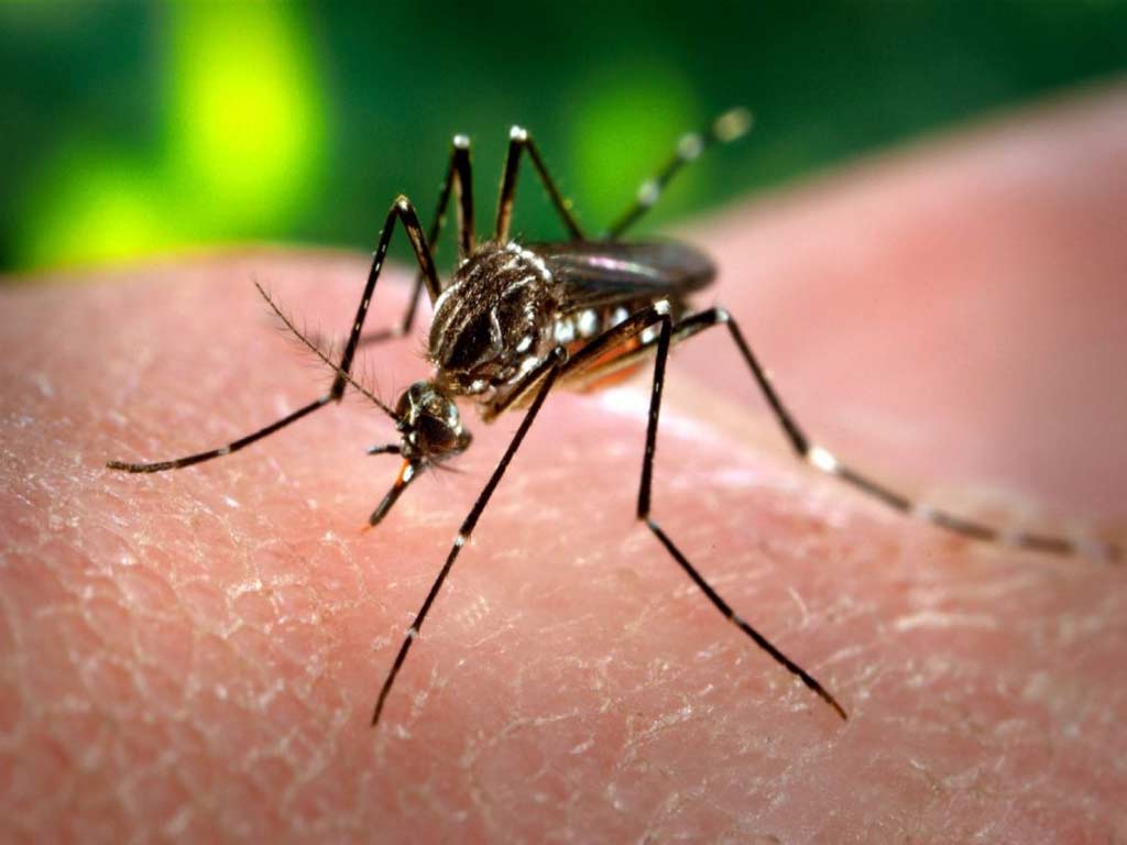 Disminuye velocidad de transmisión del dengue en Cuba Disminuye velocidad de transmisión del dengue en Cuba