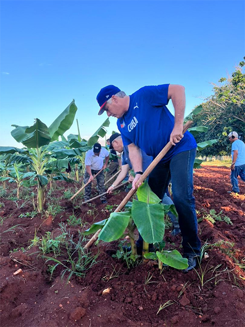 El presidente cubano en el trabajo voluntario agrícola, el domingo 10 de julio de 2022. Foto: Estudios Revolución. El presidente cubano en el trabajo voluntario agrícola, el domingo 10 de julio de 2022. Foto: Estudios Revolución.