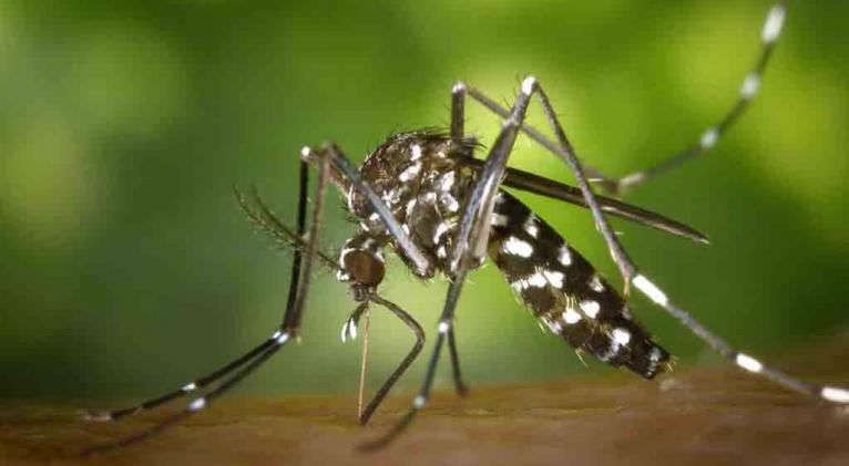mosquito Aedes aegypti mosquito Aedes aegypti
