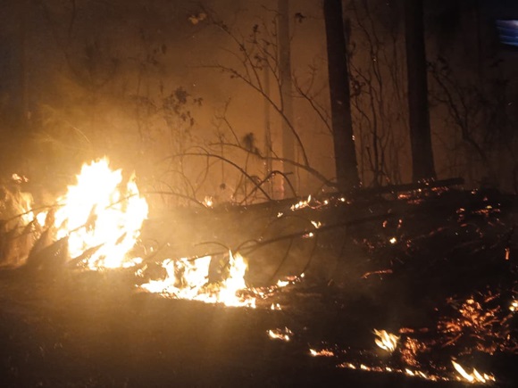 incendio pinar 3.jpeg